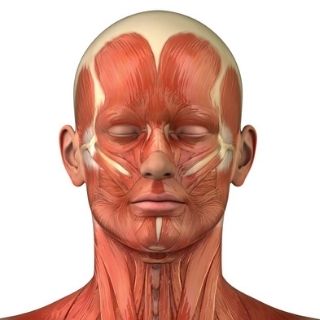 Facial Muscles for facial massage